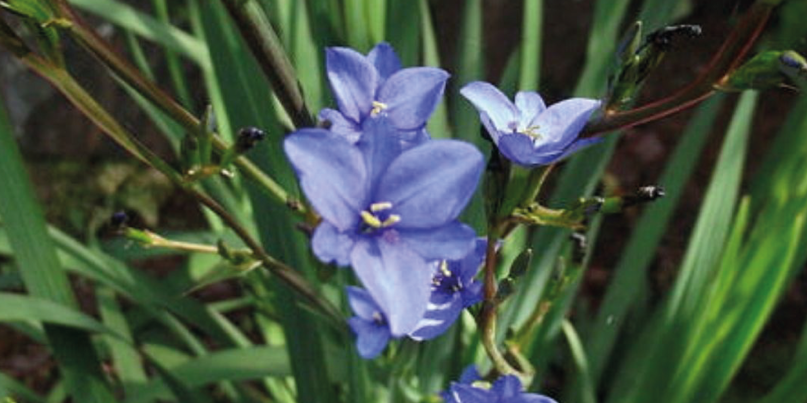 ¡Los bulbos son plantas de fácil cultivo y preciosa  floración!