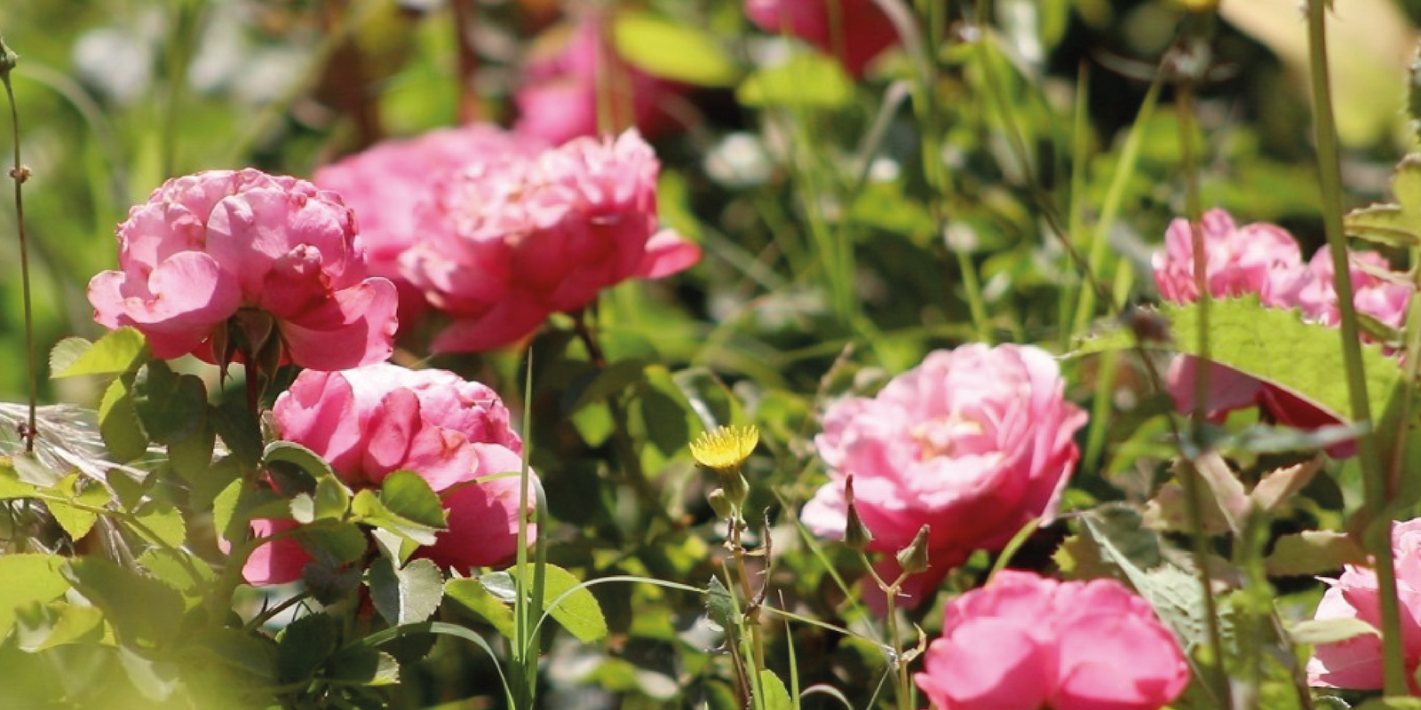 Cuidado en Otoño de las Rosas