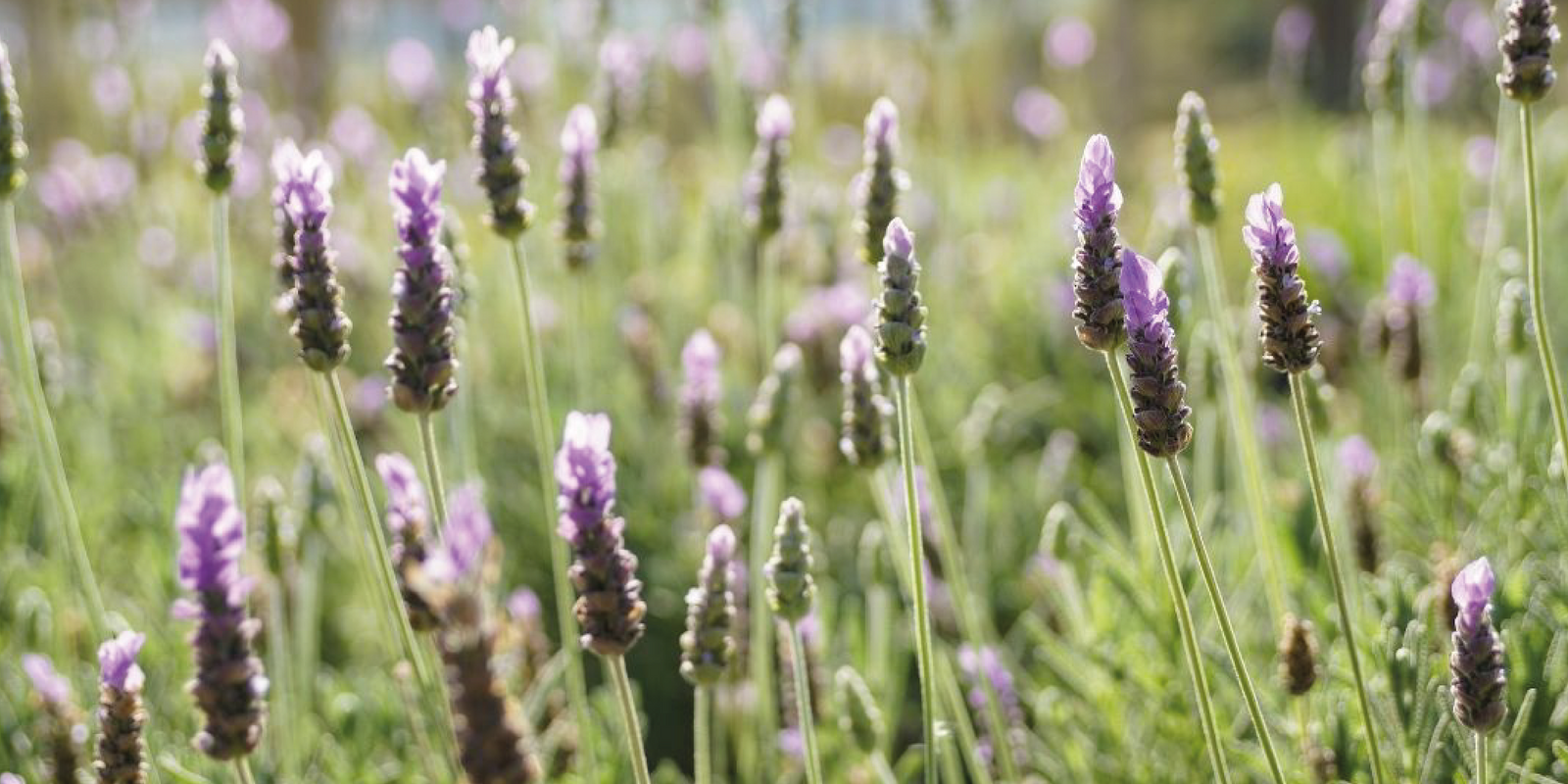¡Es tiempo de lavandas!