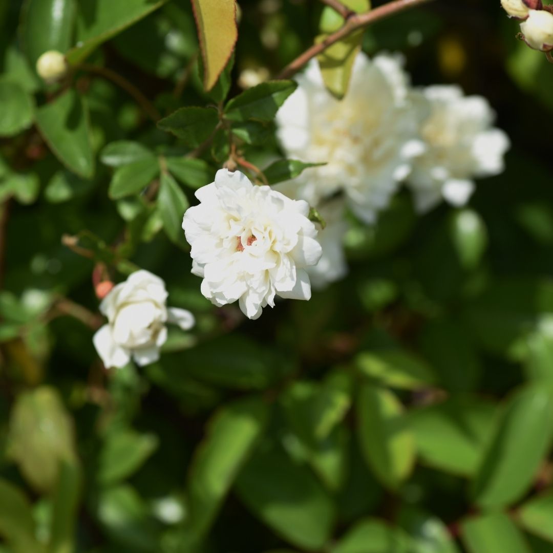 Rosa Trepadora Banks - Rosa Banksiae