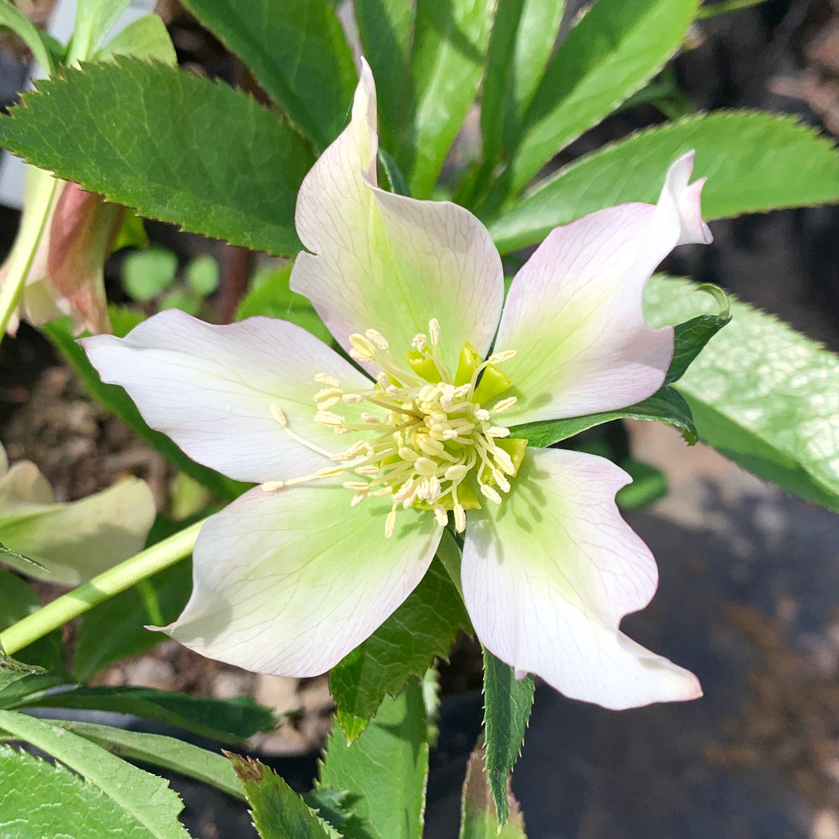 Heleoboro - Helleborus Niger
