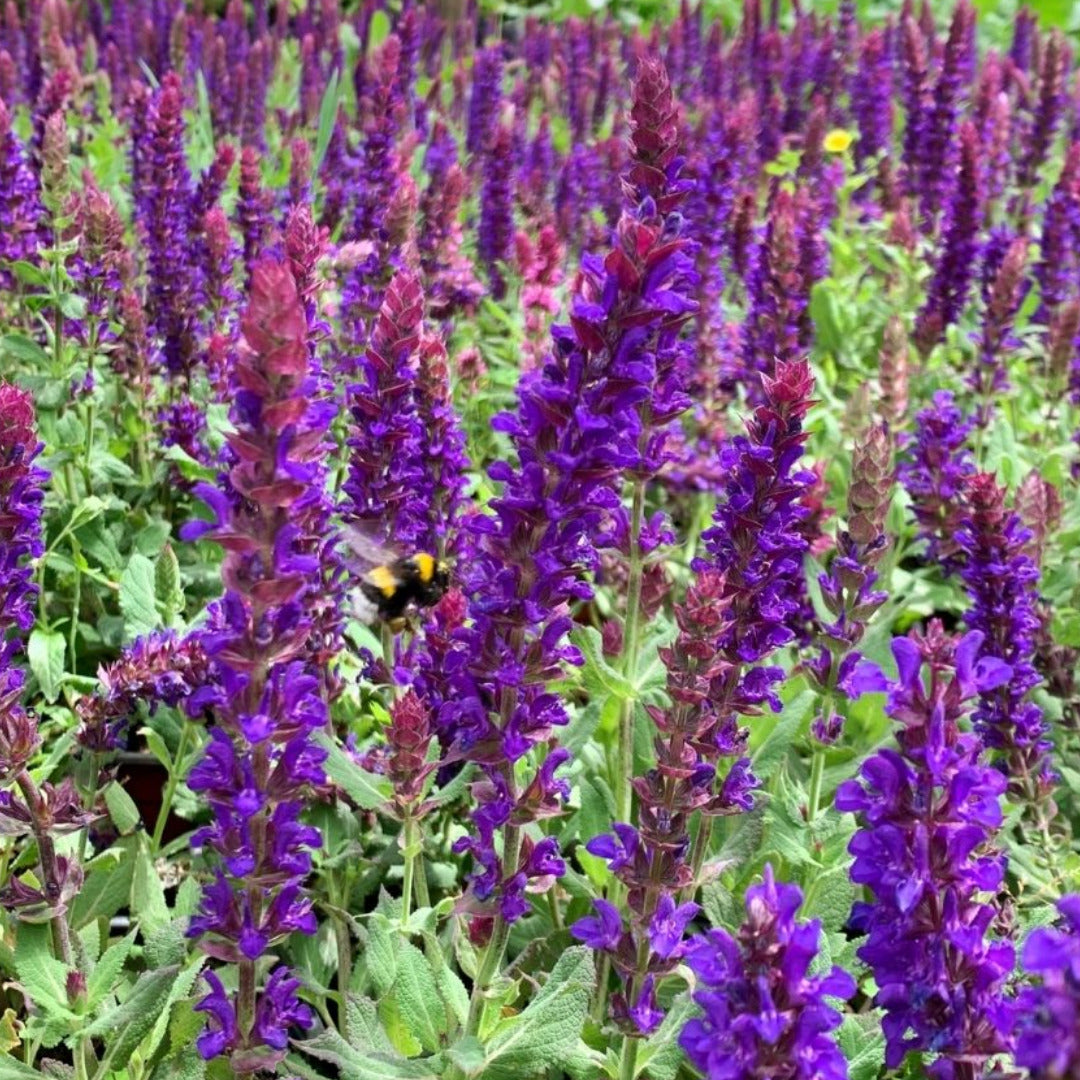 Salvia Nemorosa Salvatore Blue
