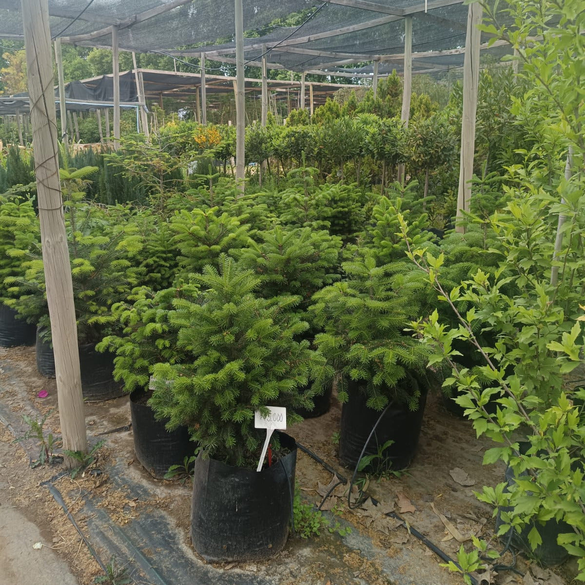 Abeto Noruego - Abies Nordmanniana