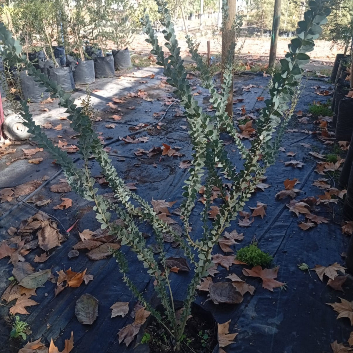 Acacia Cultriforme.-Acacia Cuchillo