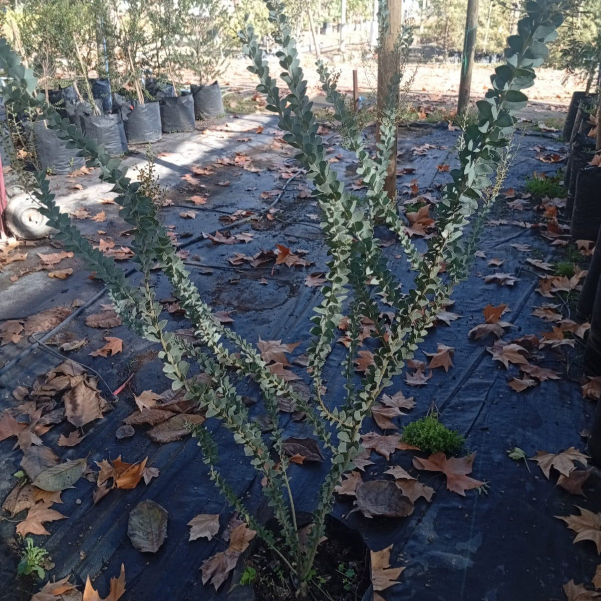 Arbustos - Vivero Cinco Pinos
