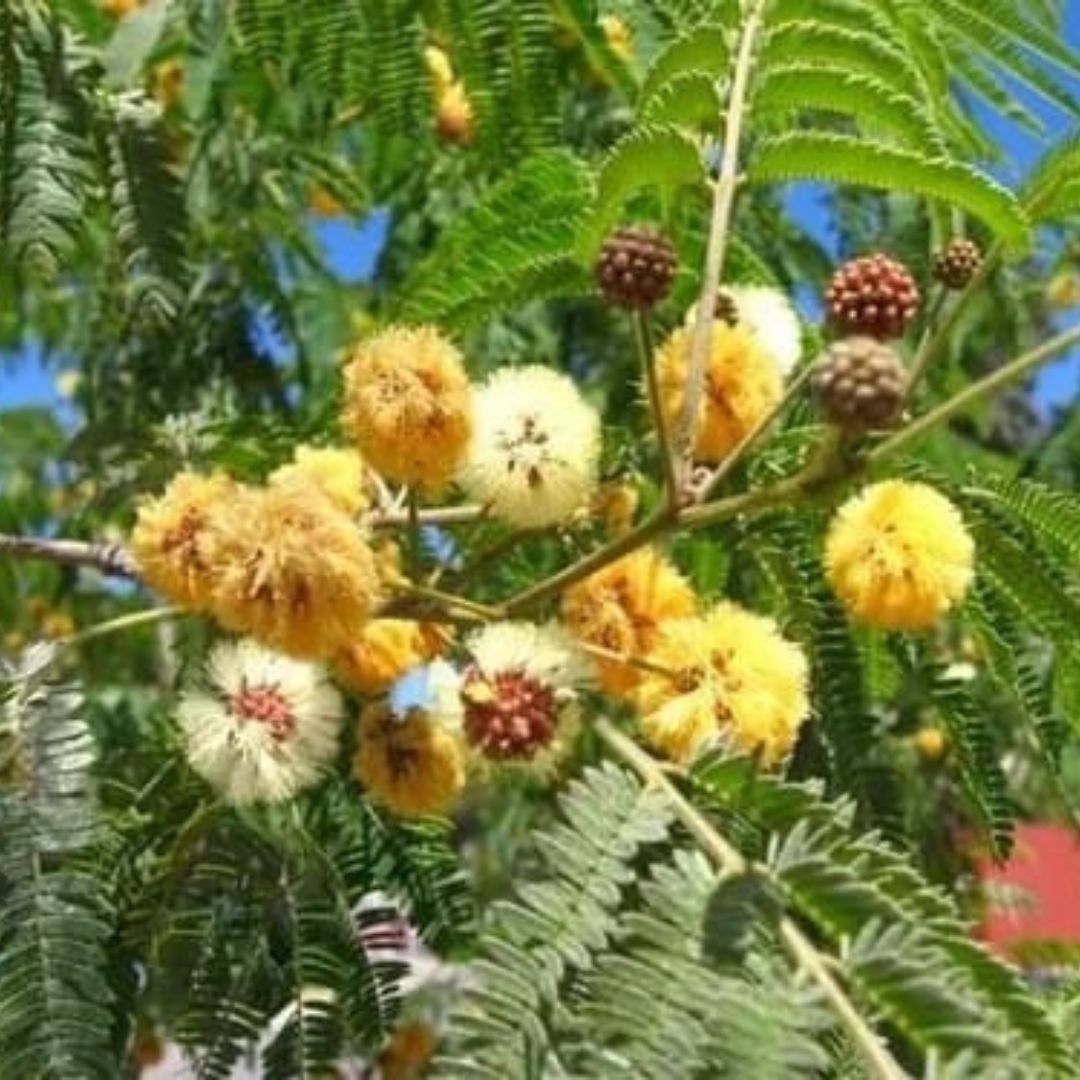 Árboles Página 5 - Vivero Cinco Pinos