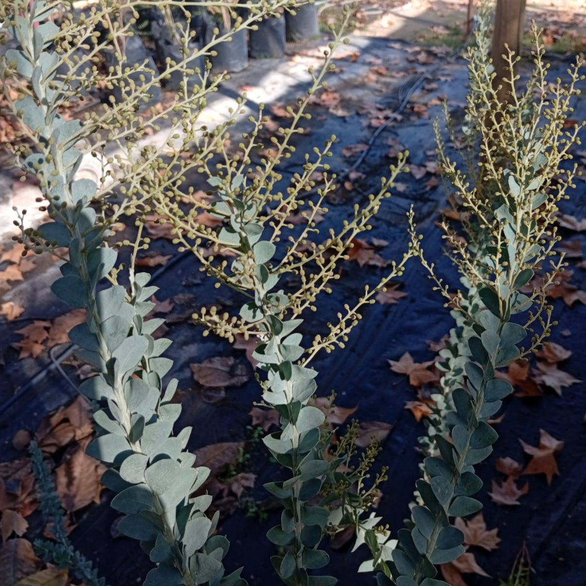 Acacia Cultriforme.-Acacia Cuchillo