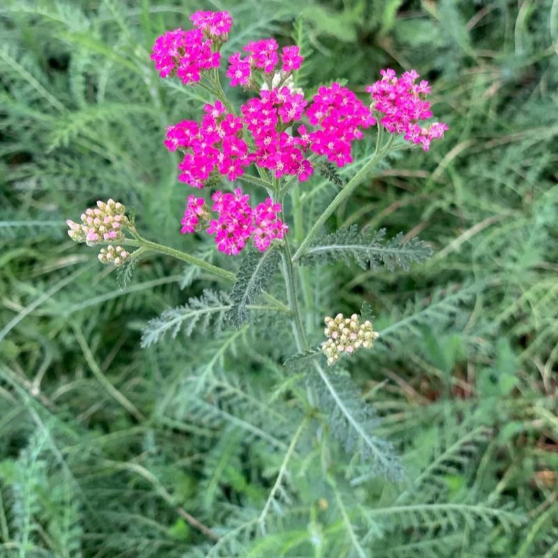 Achillea Millefolium Rosada