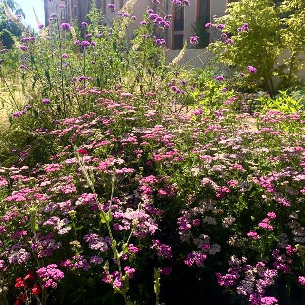 Achillea Millefolium Rosada