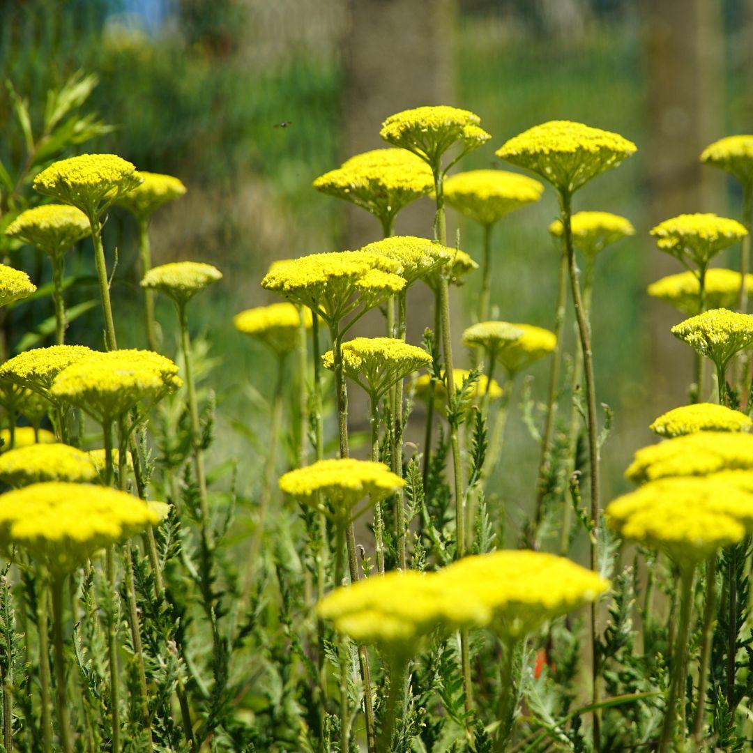 Achillea tygetea