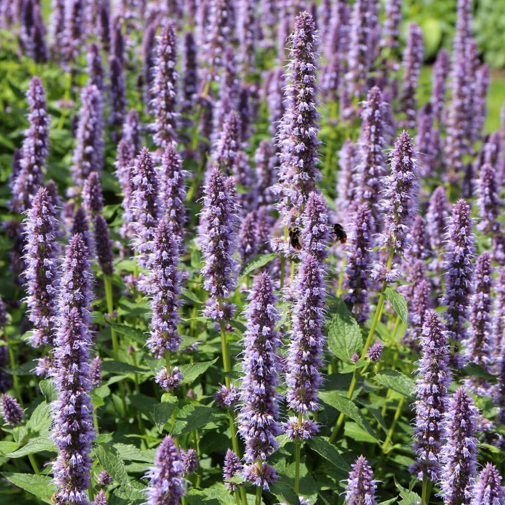 Agastache rugosa