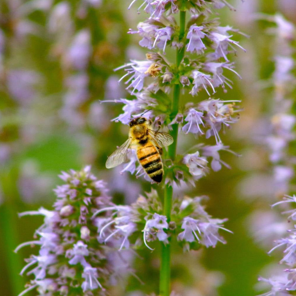 Agastache rugosa