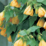 Abutilon naranjo - Abutilón X Hybridum