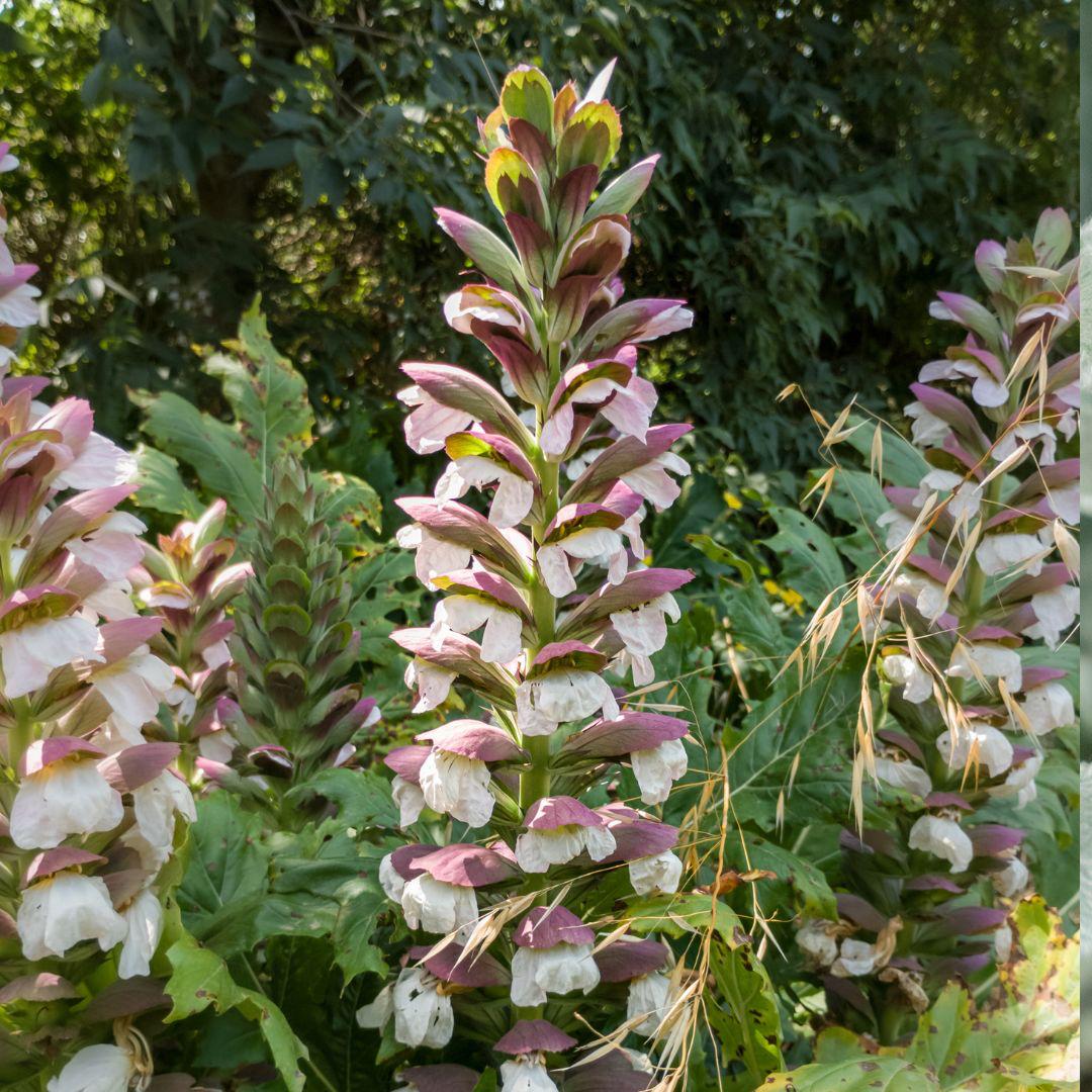 Acanthus Mollis- Acanto