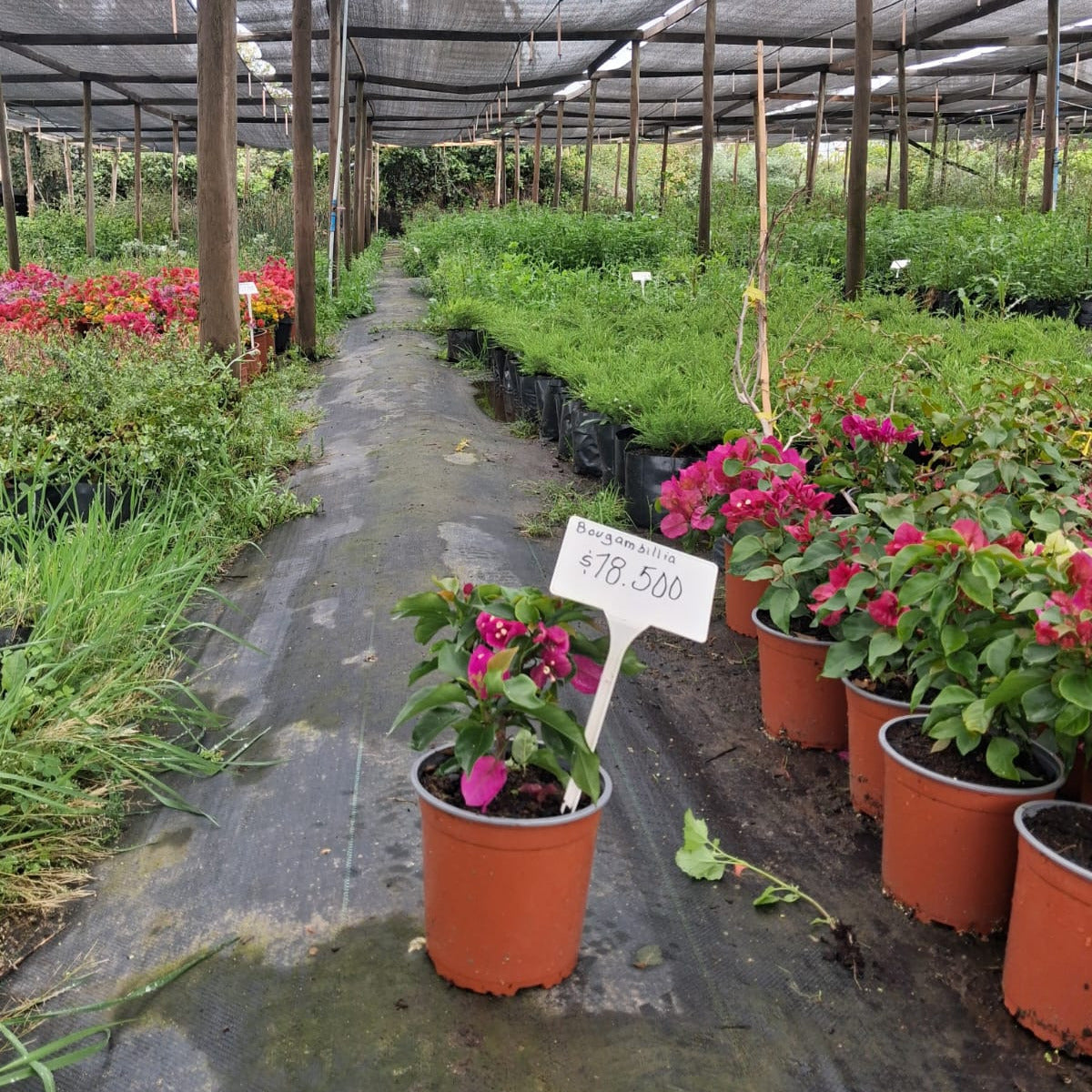 Bougainvillea - Bougainvillea Spp.