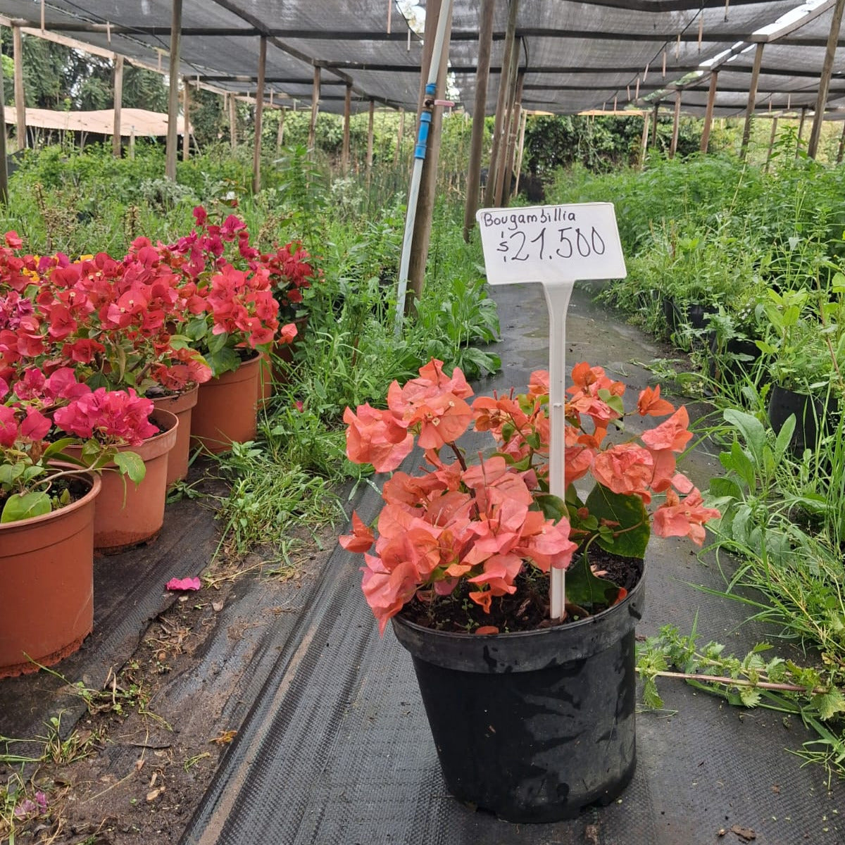 Bougainvillea - Bougainvillea Spp.