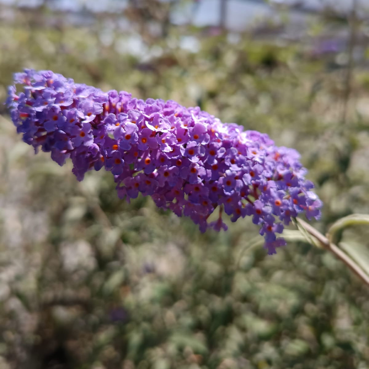 Buddleja - Buddleja Davidii Lila azulado