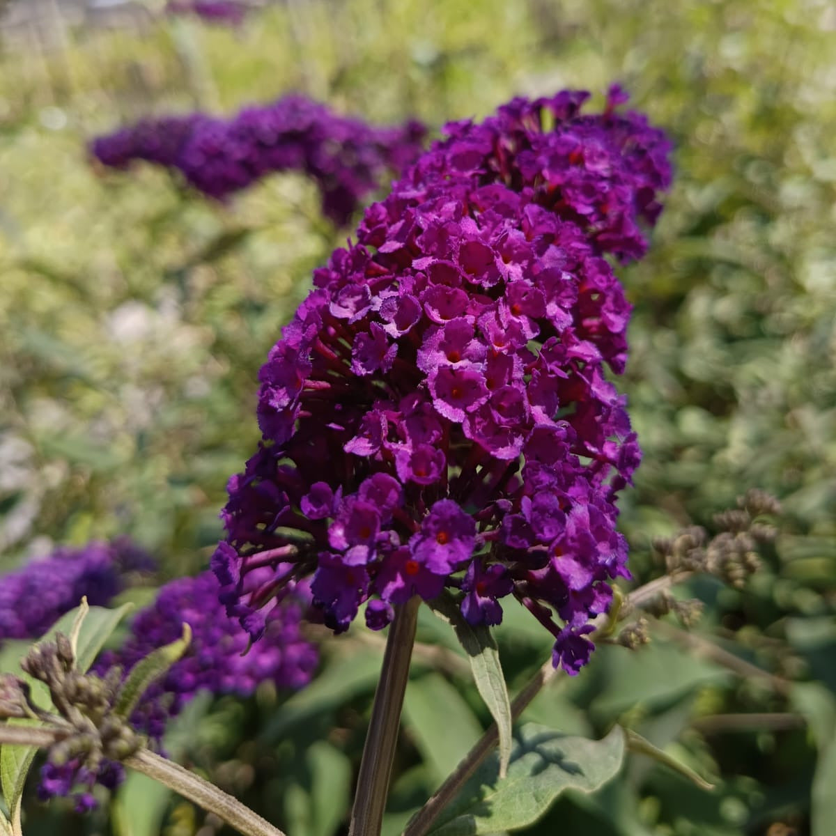 Buddleja - Buddleja Davidii Purpura