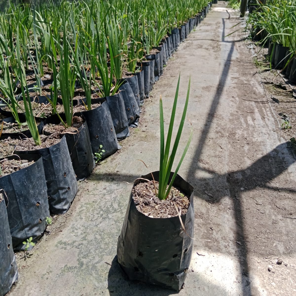 Calle Calle - Libertia Chilensis