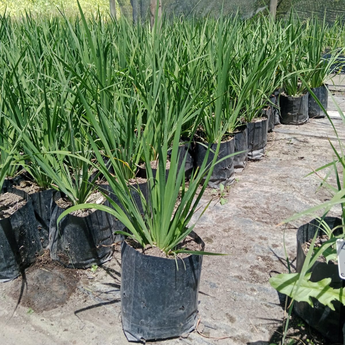 Calle Calle - Libertia Chilensis