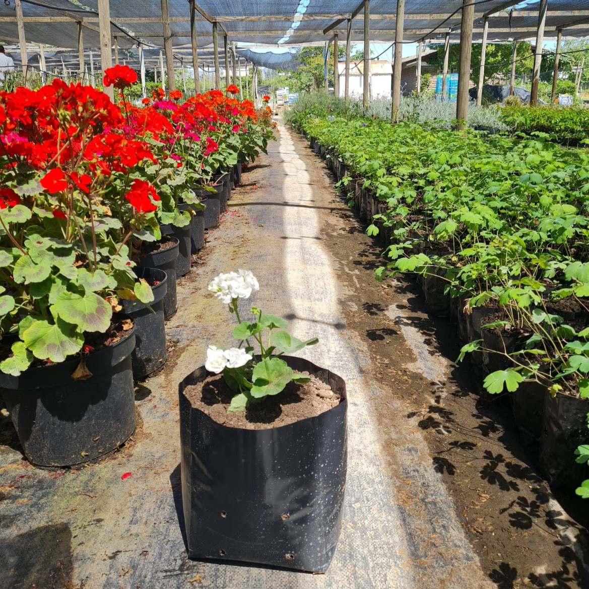 Cardenal- Geranio Zonal o Pelargonio Zonale