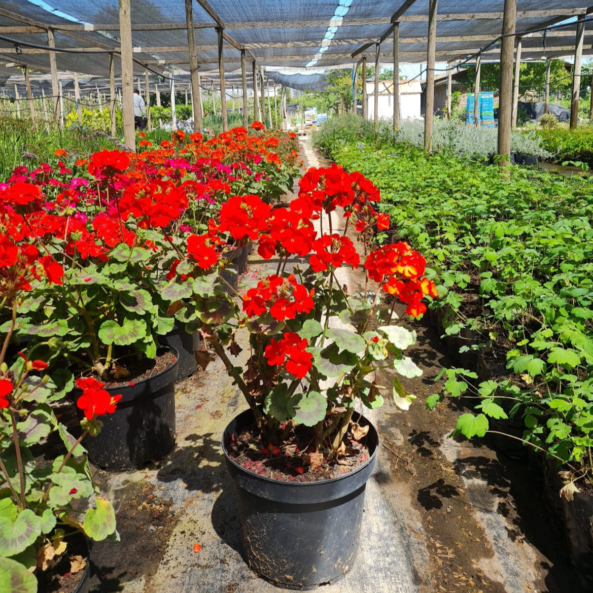 Cardenal- Geranio Zonal o Pelargonio Zonale