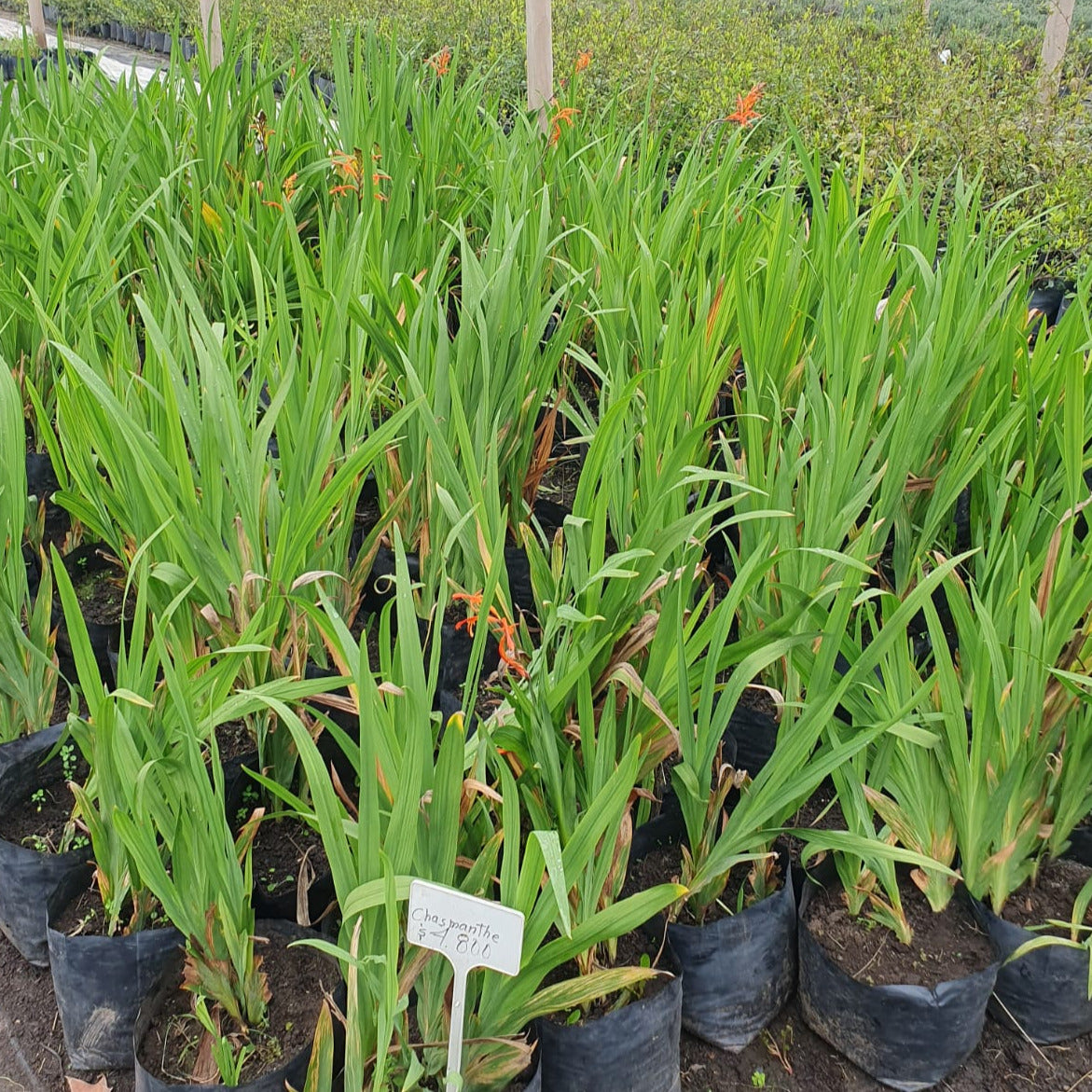 Chasmanthe - Chasmanthe Aethiopica