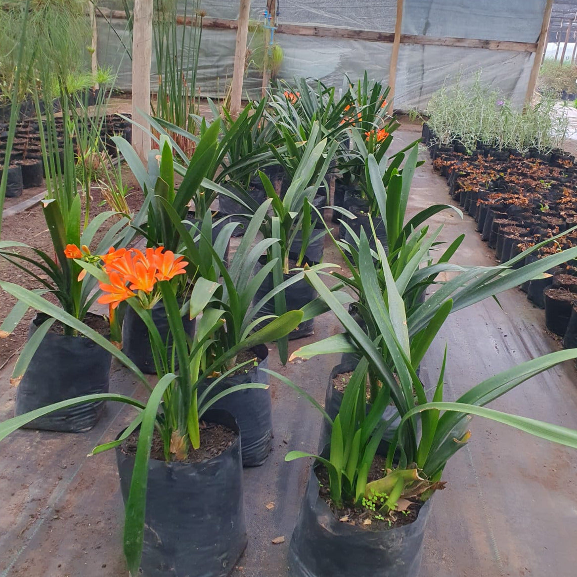 Clivia - Clivia Miniata