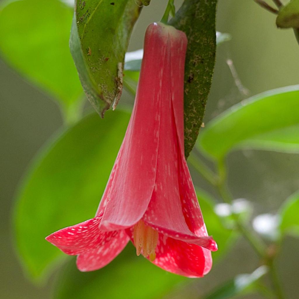 Copihue- Voqui-Lapageria rosea