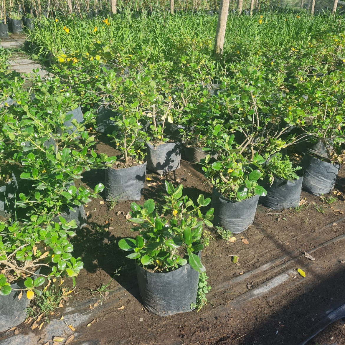 Coprosma Verde - Coprosma Baueri