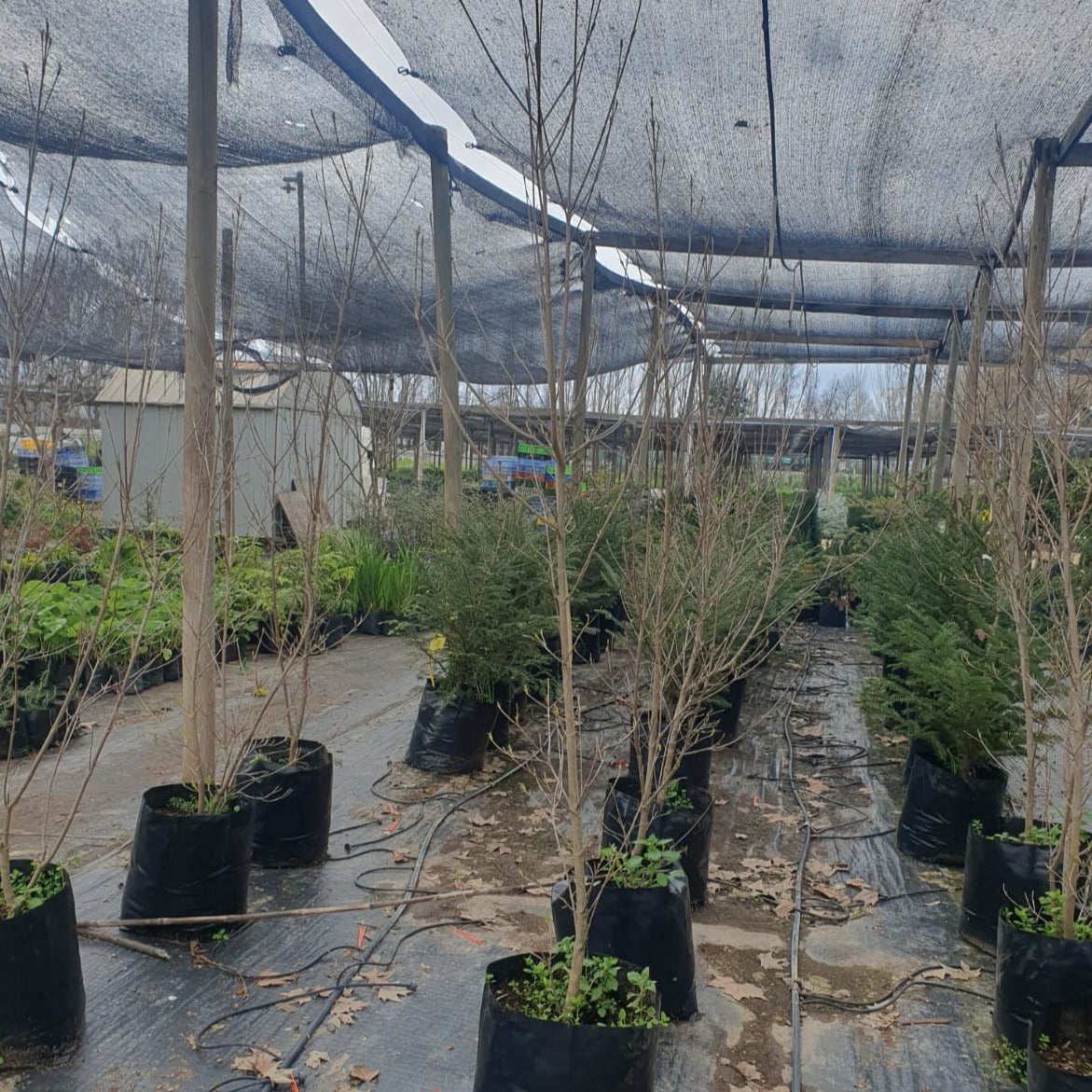 Cornejo Florida - Cornus Florida