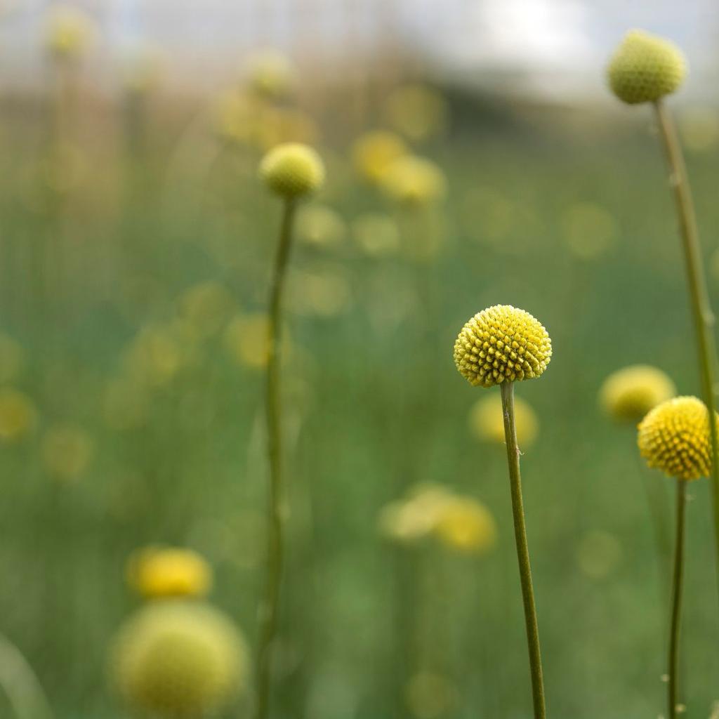 Crasperia globosa- Pycnosorus globosus