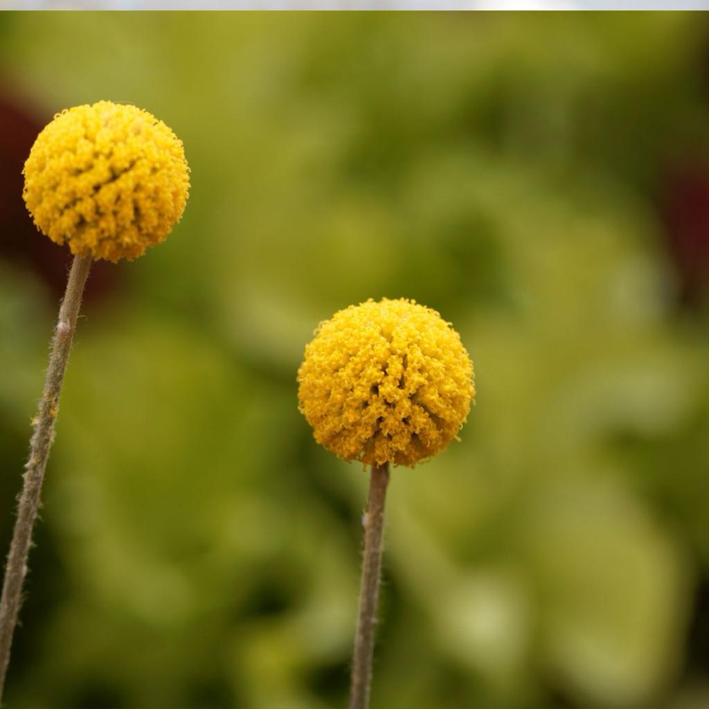 Crasperia globosa- Pycnosorus globosus