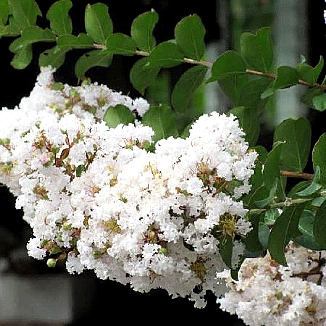 Crespón - Lagerstroemia Indica