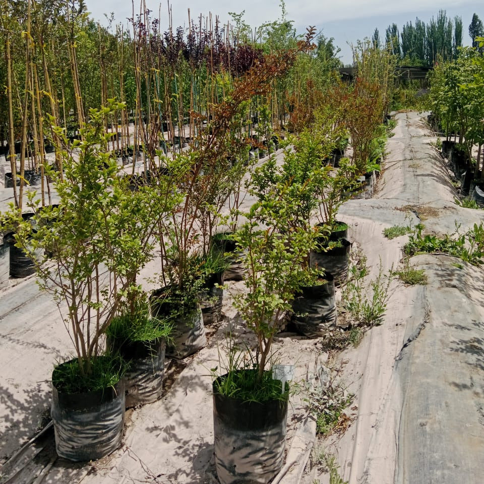 Crespón - Lagerstroemia Indica