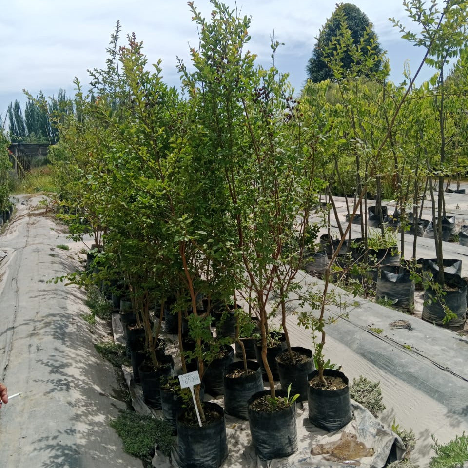 Crespón - Lagerstroemia Indica