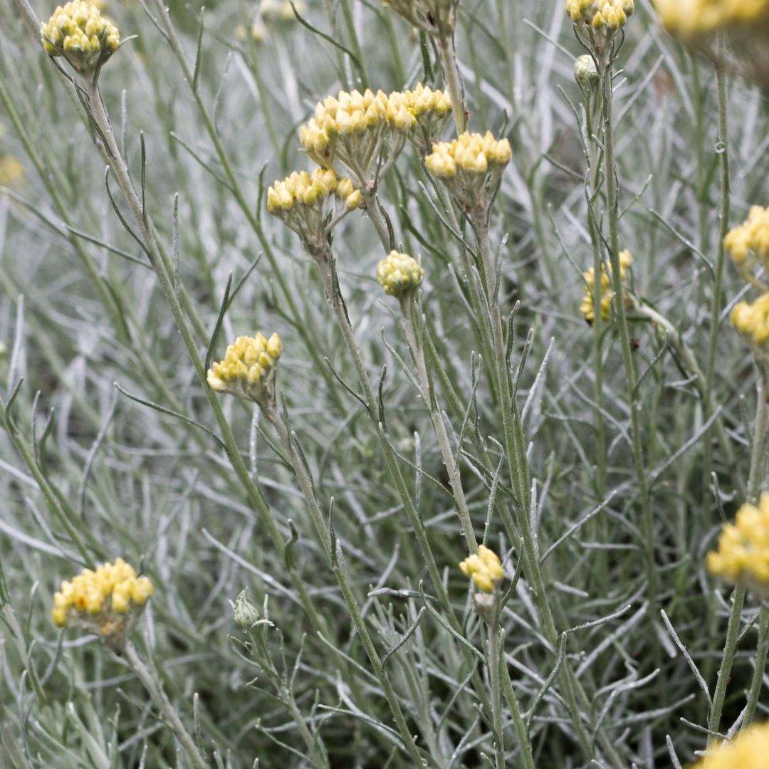 Curry- Helicrysum italicum