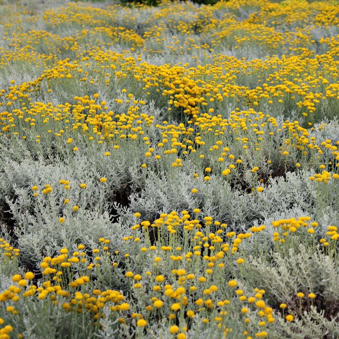 Curry- Helicrysum italicum