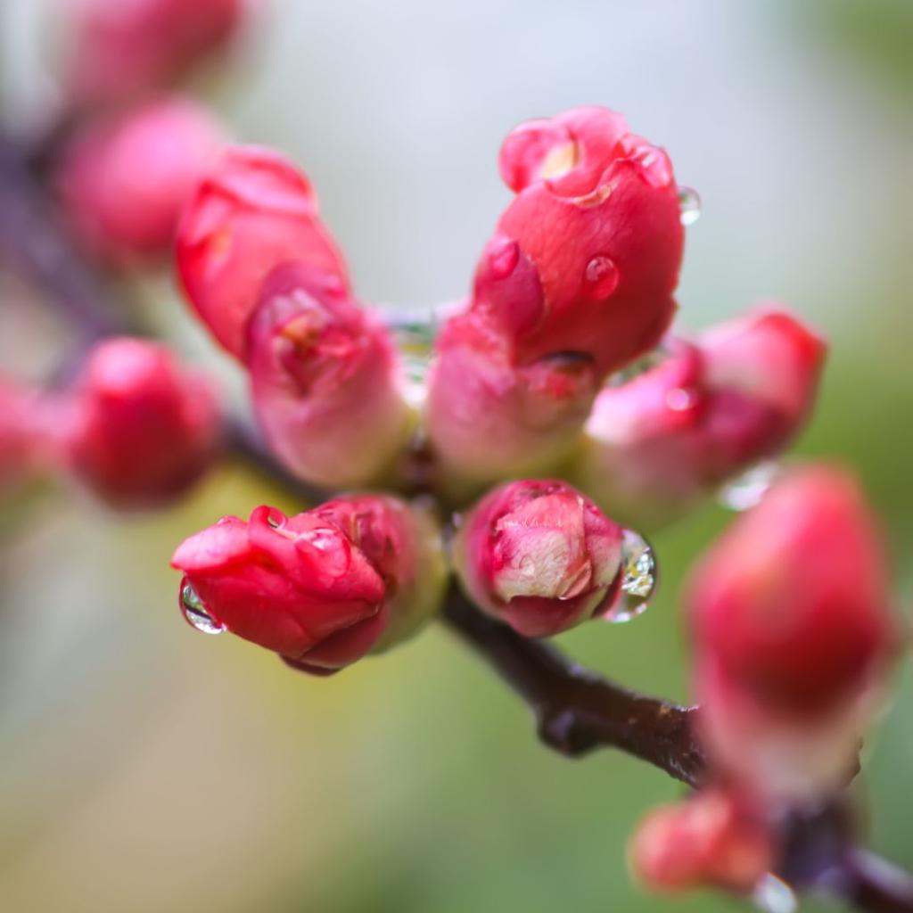 Cydonia Japónica- Chaenomeles japonica