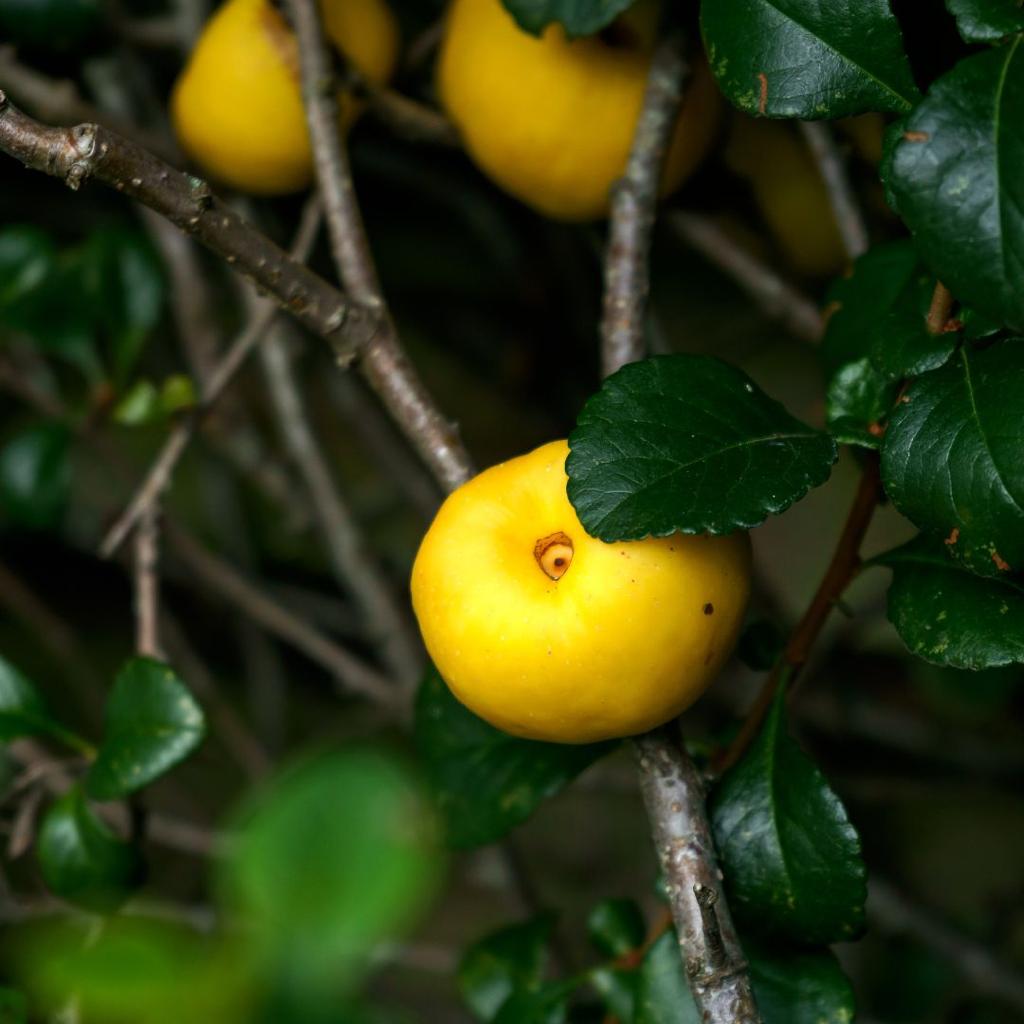 Cydonia Japónica- Chaenomeles japonica