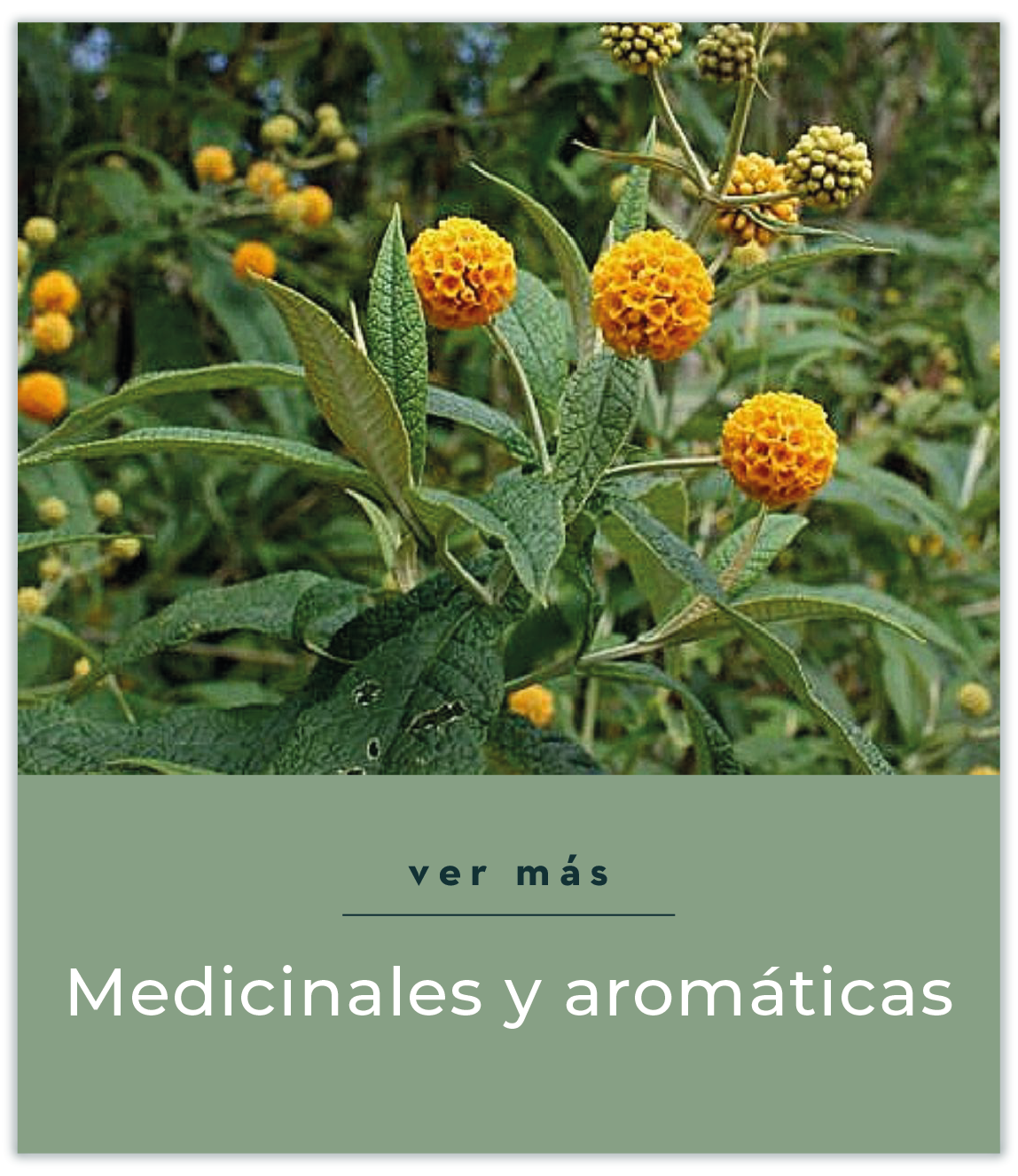Condimentos y Medicinales