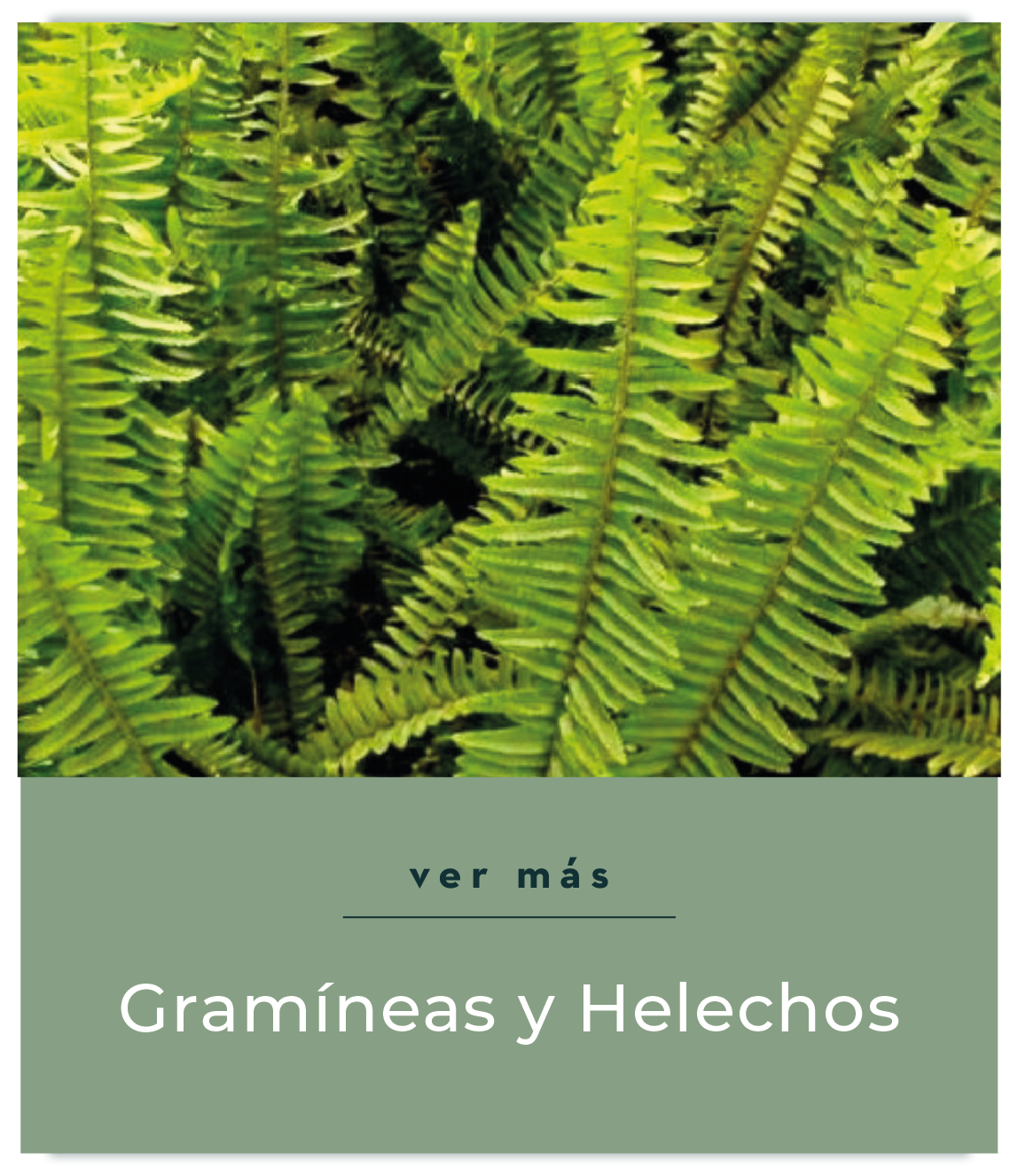 Gramíneas y Helechos
