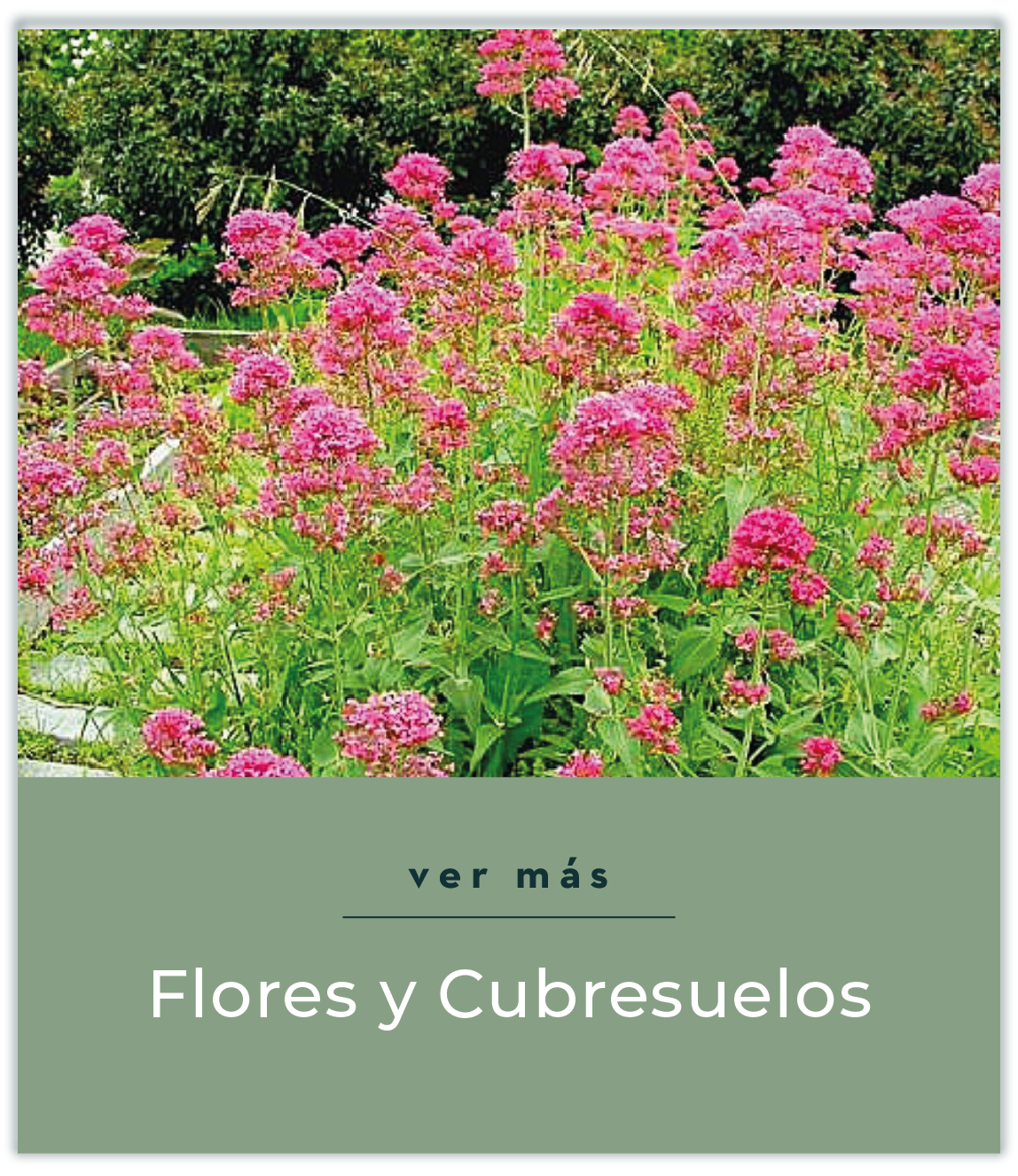 Flores y cubresuelos