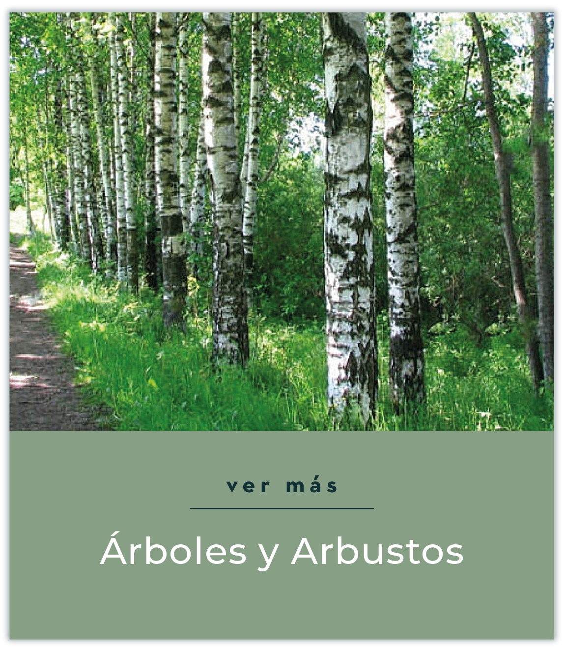 Arboles y Arbustos