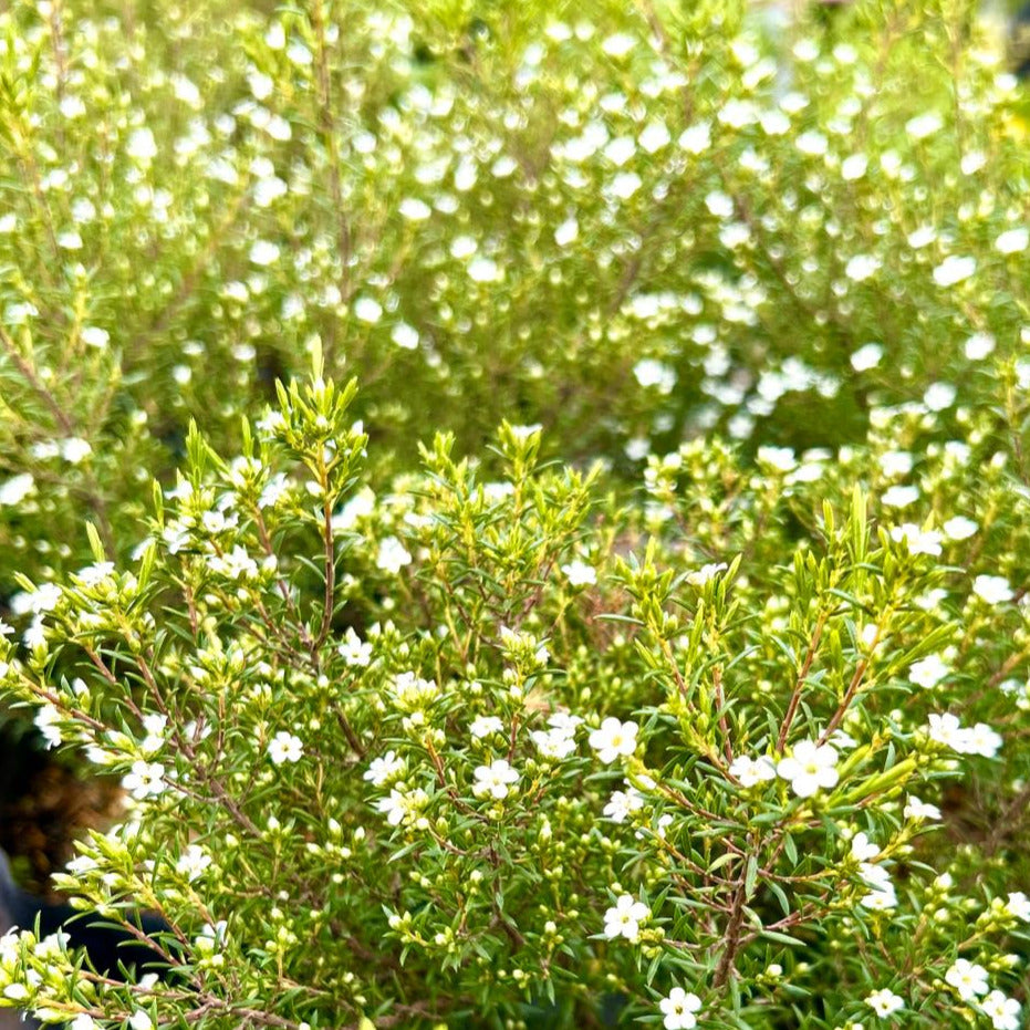 Diosma Arbustivo - Diosma Ericoides