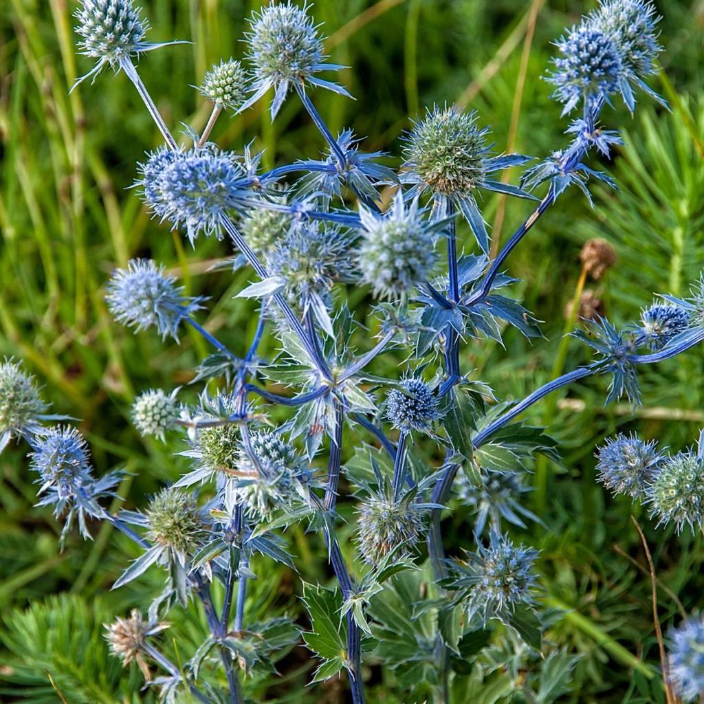 Eryngium planum