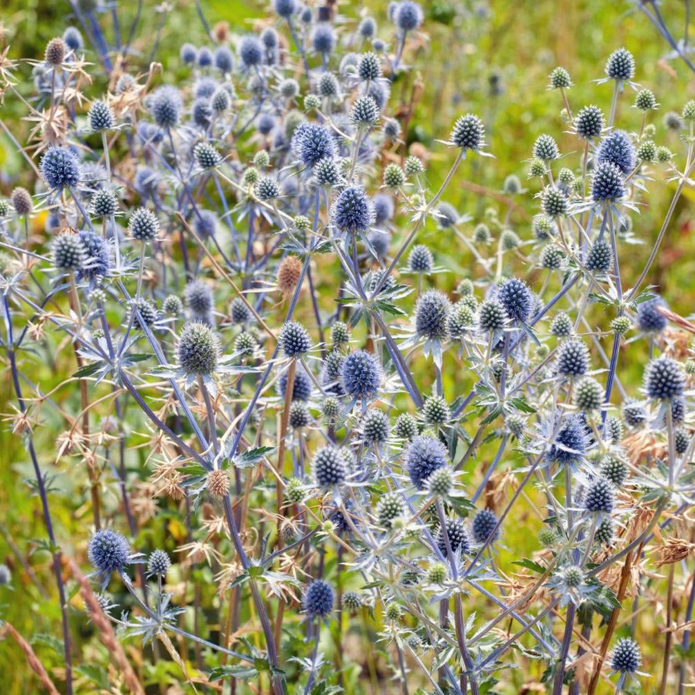 Eryngium planum