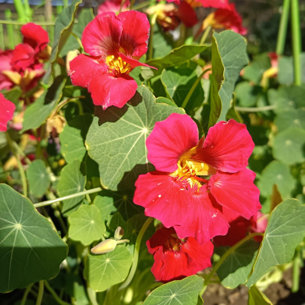 Tropaeolum majus-Capuchina- Taco de reina- Espuela de Galán