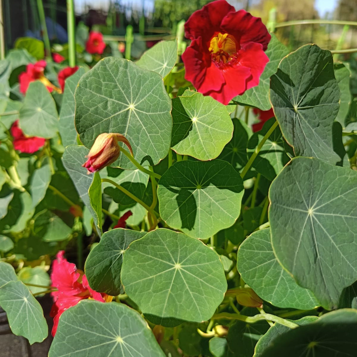 Tropaeolum majus-Capuchina- Taco de reina- Espuela de Galán