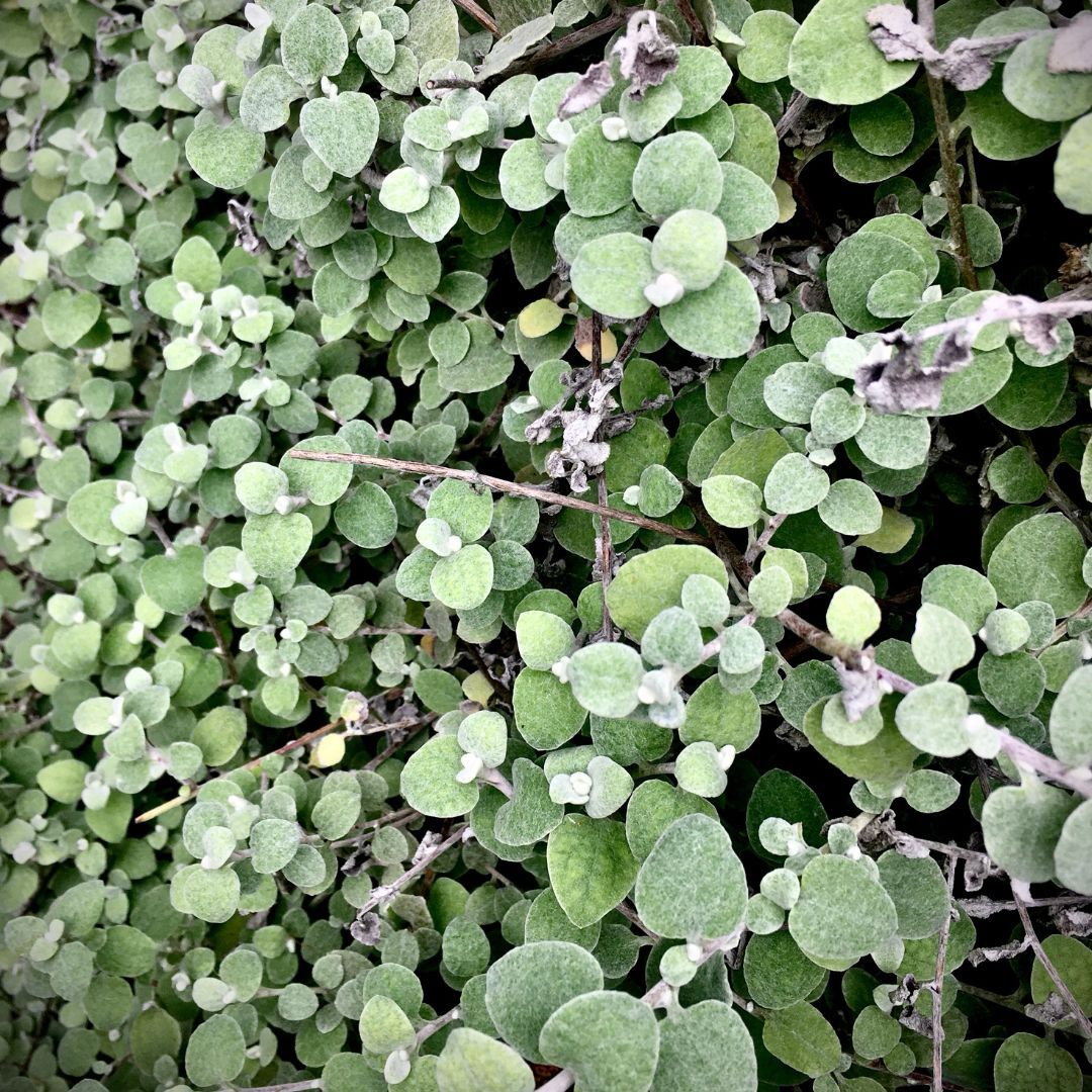 Helicrysum – Helicrysum petiolare